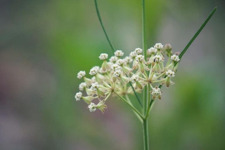 Whorled milkweed in flower.