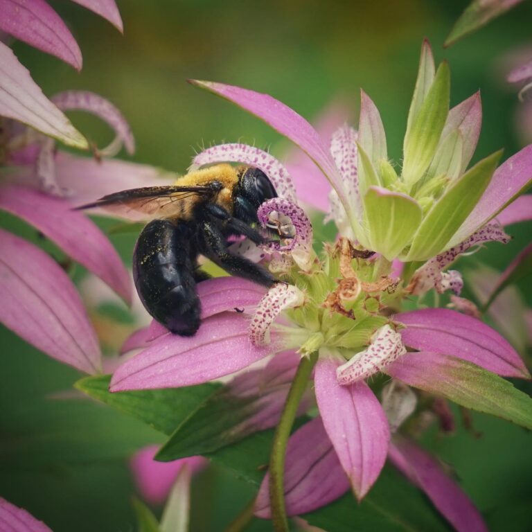 Carpenter bee on Spotted beebalm