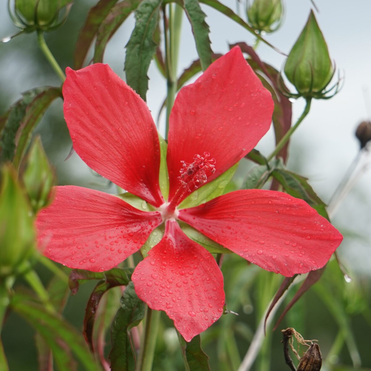 Scarlet hibiscus flower.