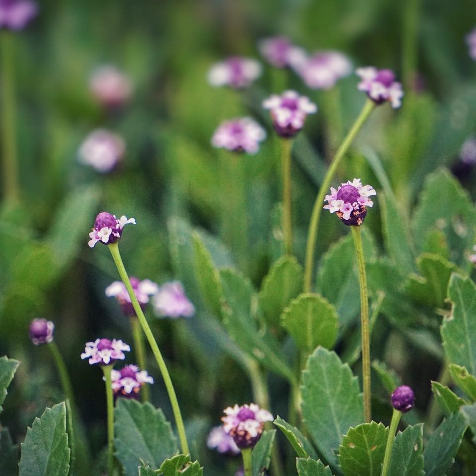 Grasses And Groundcovers Florida Wildflower Foundation