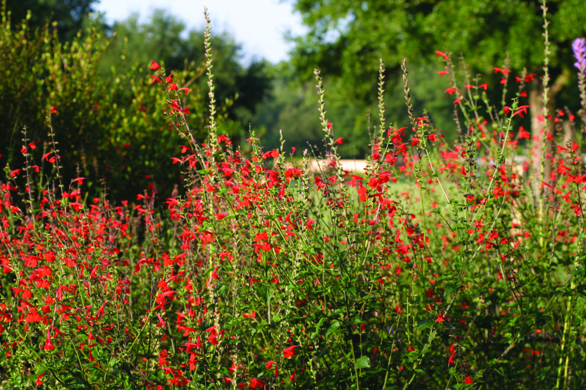 A planting of Tropical salvia in full bloom.