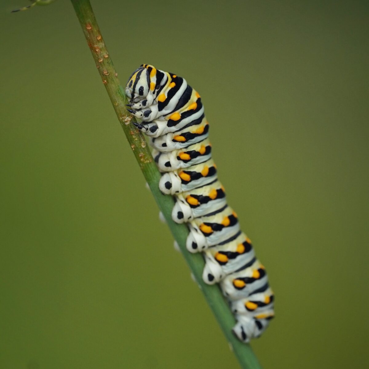 Black and light green striped Black swallowtail caterpillar with yellow spots.