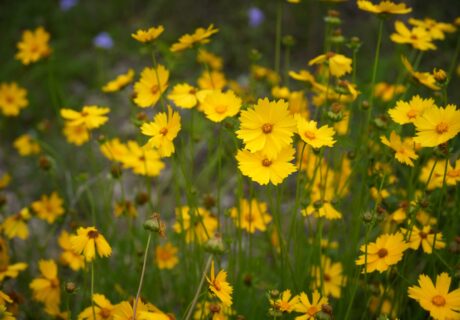 Abundant bright yellow blooms on Lanceleaf tickseed.