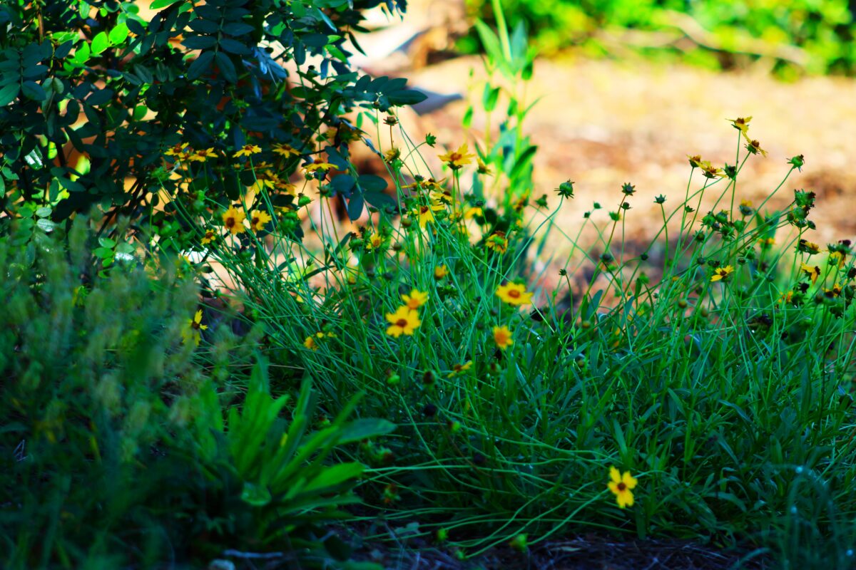 A cluster of small yellow wildflowers with green leaves and stems grows next to a leafy bush in a sunlit garden area.