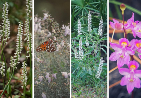 A collage of six images featuring various plants and flowers, including a butterfly amidst white flowers, vibrant pink orchids, and pitcher plants.