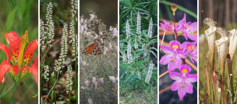 A collage of six images featuring various plants and flowers, including a butterfly amidst white flowers, vibrant pink orchids, and pitcher plants.