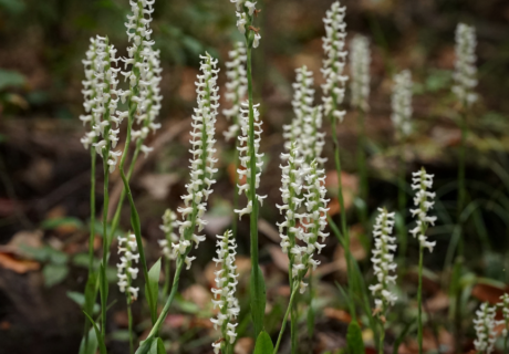Fragrant ladiestresses blooming abundantly in hydric hammock.