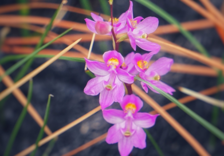 A close-up showcases several vibrant purple orchids with yellow centers, surrounded by thin green and brown leaves, reminiscent of the captivating Calopogon multiflorus in bloom.