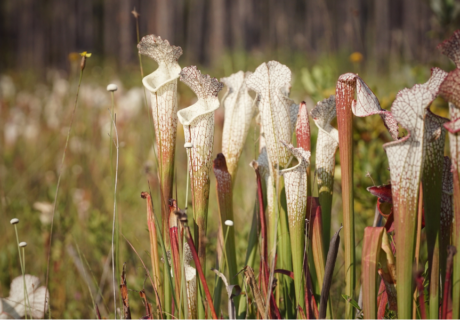 Close-up of Sarracenia leucophylla showcasing tall pitcher plants with vibrant green and red hues in a grassy field, featuring distinct veined patterns glistening under the soft sunlight.
