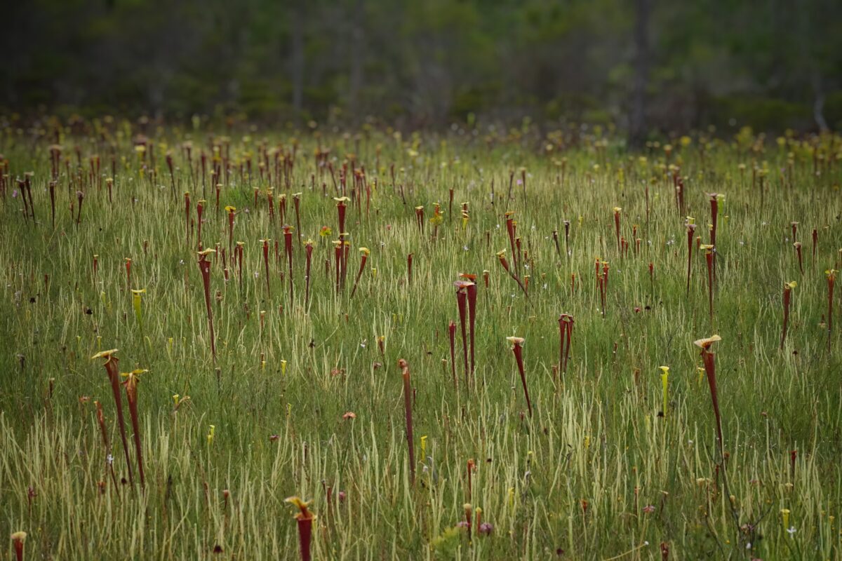 Open meadow bursting with Yellow pitcherplants and Tracy's sundew.