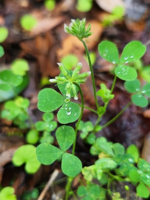 Carolina clover blooming in a woodland.
