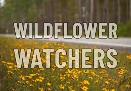 A roadside with yellow wildflowers in bloom and a forest in the background. The words Wildflower Watchers are superimposed over the image in large bold letters.