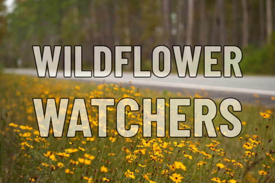 A roadside with yellow wildflowers in bloom and a forest in the background. The words Wildflower Watchers are superimposed over the image in large bold letters.