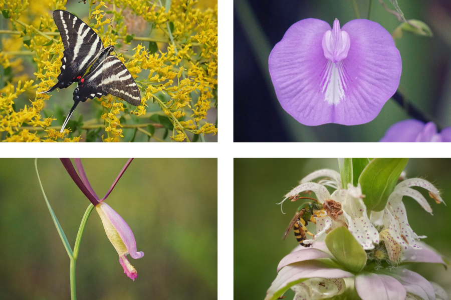 A collage of four images: a striped butterfly on yellow flowers, a purple flower, a pinkish orchid, and a bee on a white spotted flower.