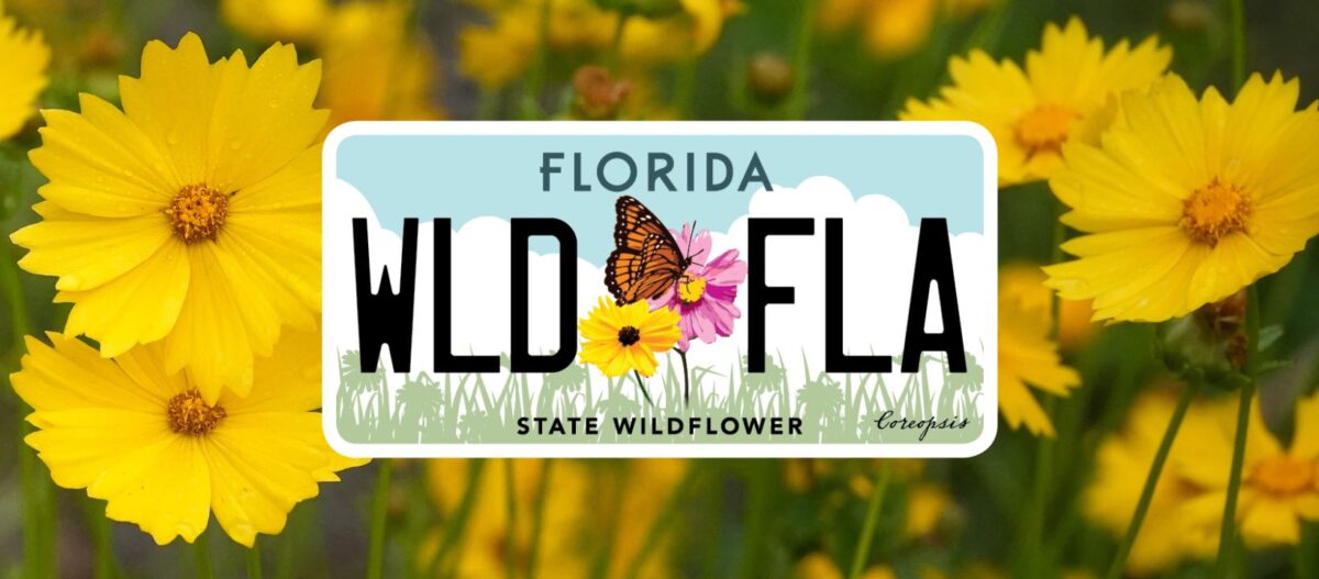 Florida license plate with the text WLD FLA, featuring wildflowers and a butterfly, with State Wildflower written at the bottom, set against a background of yellow flowers.