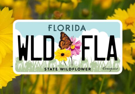 Florida license plate with the text WLD FLA, featuring wildflowers and a butterfly, with State Wildflower written at the bottom, set against a background of yellow flowers.