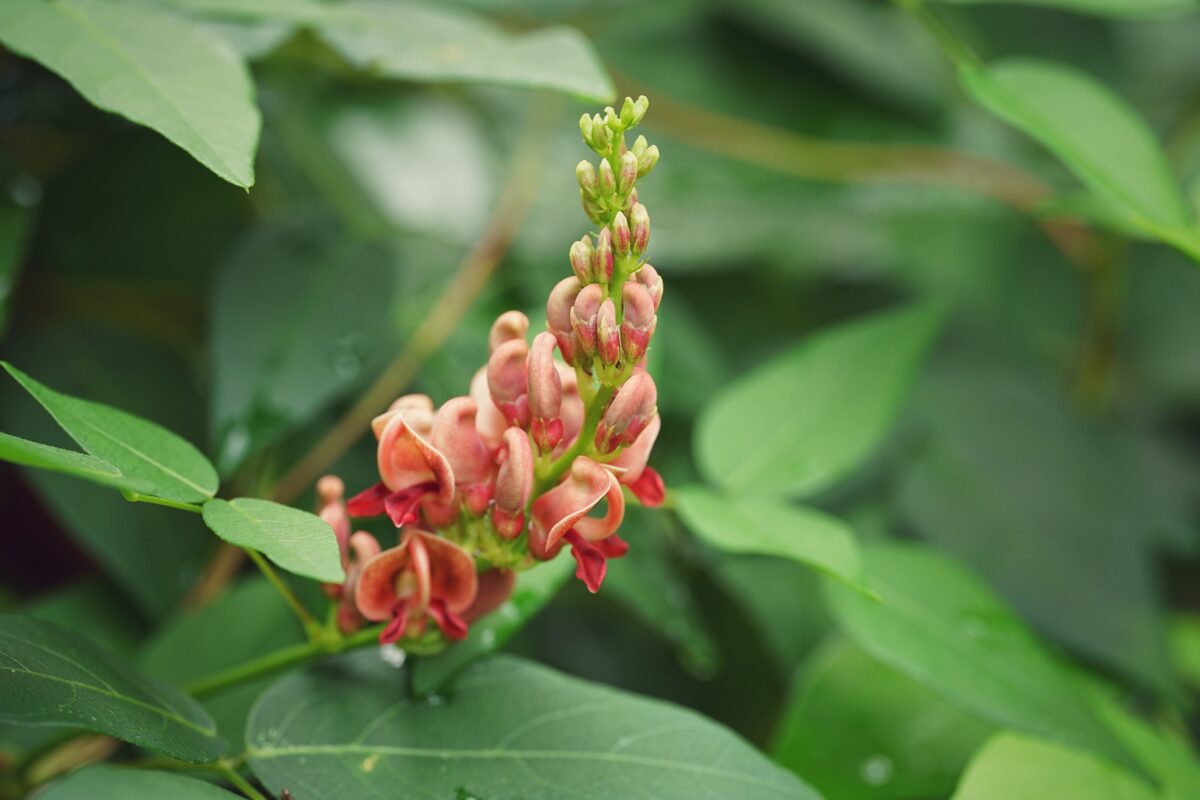 Groundnut in flower.