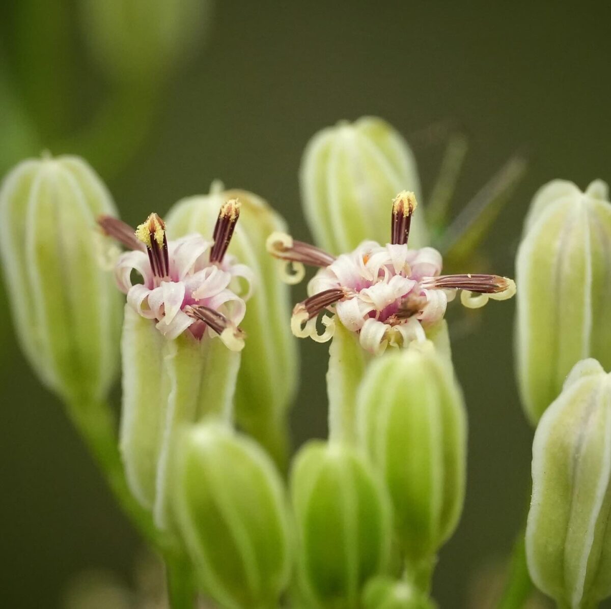 Close-up of two pale green flower buds with partially open blooms showing purple-tipped stamens and white petals, set against a blurred green background.