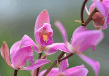 Close-up of several pink and purple orchid flowers with yellow and white centers on a single stem, set against a blurred green background.