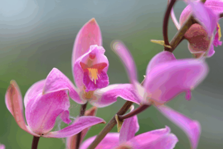 Close-up of several pink and purple orchid flowers with yellow and white centers on a single stem, set against a blurred green background.