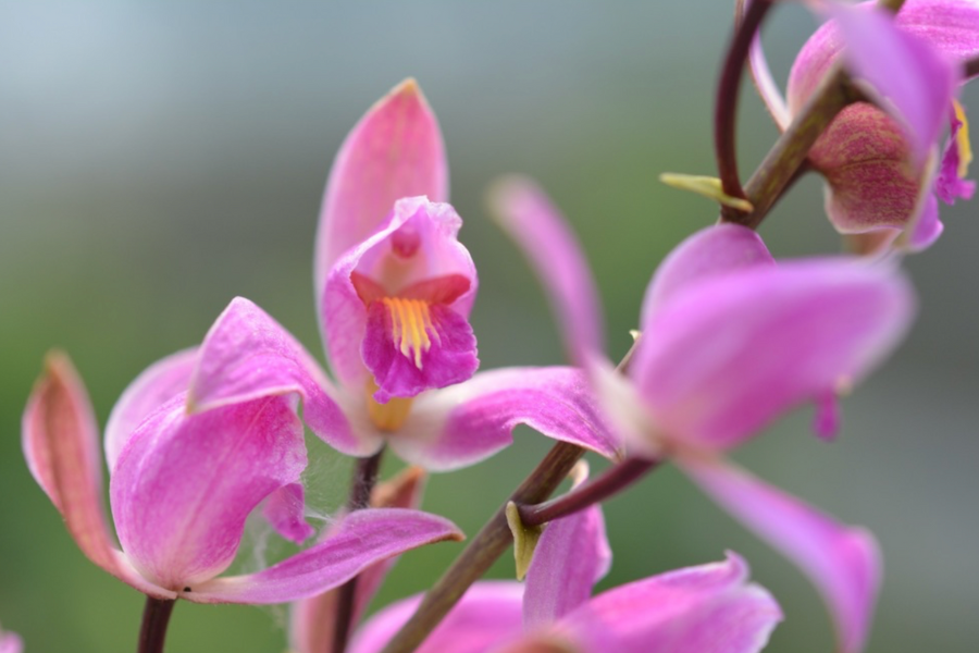 Close-up of several pink and purple orchid flowers with yellow and white centers on a single stem, set against a blurred green background.