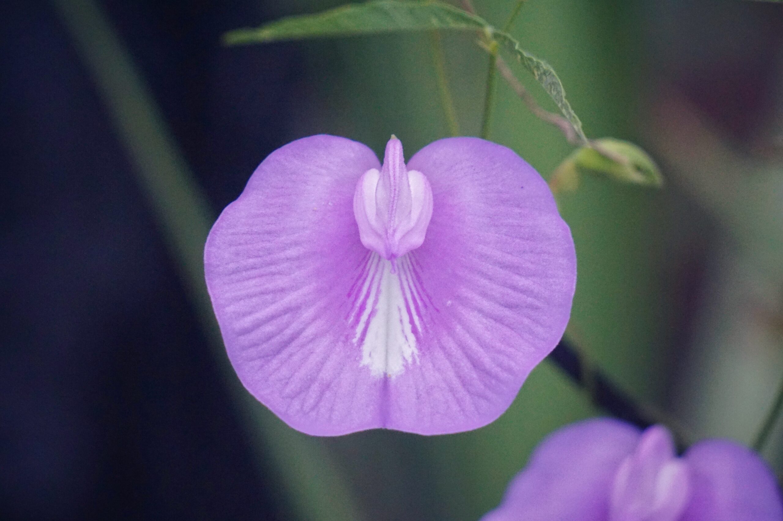 Light purple flower of Spurred butterfly pea.