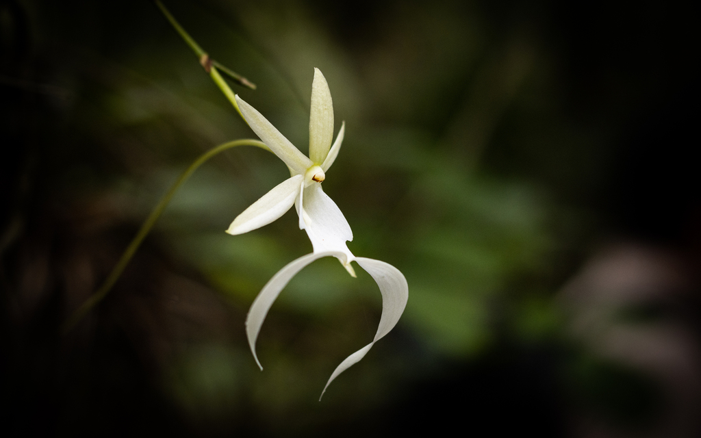 Ghost orchid flower.