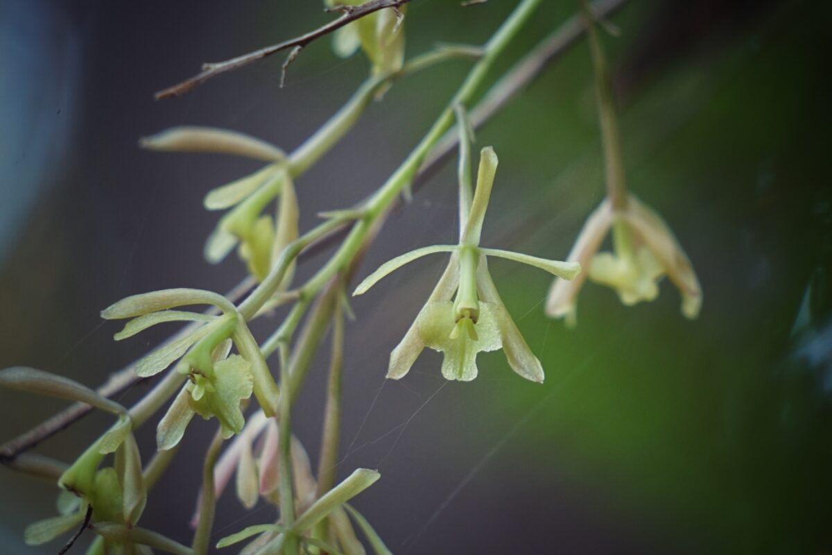 Epiphytic Green fly orchid in flower.