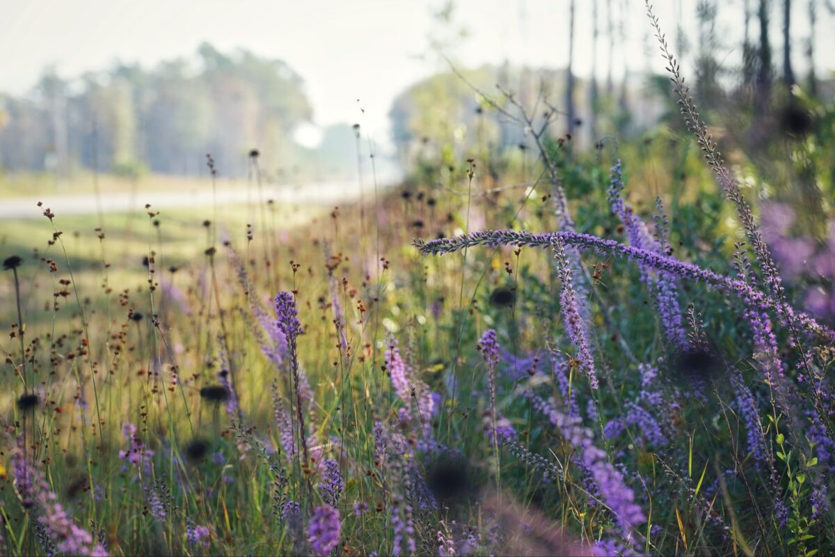 An abundance of purple flowers along the side of a road.