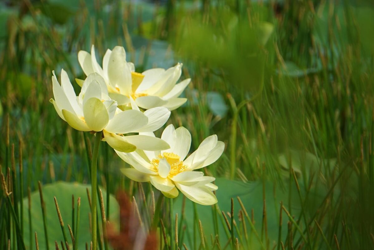 Large yellow American lotus flowers.