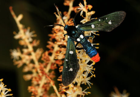 Polka-dot wasp moth nectaring on saw palmetto.