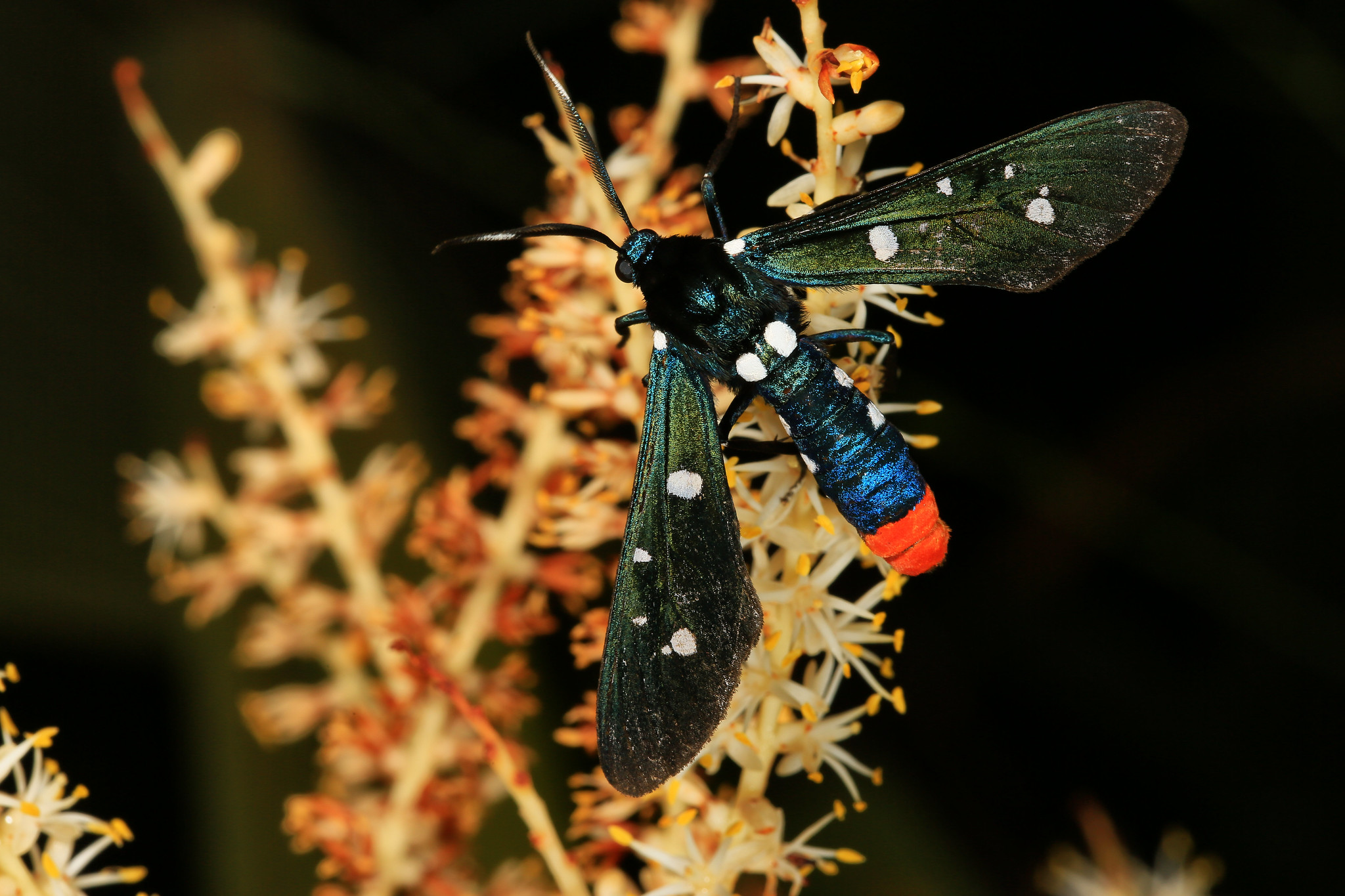 Polka-dot wasp moth nectaring on saw palmetto.