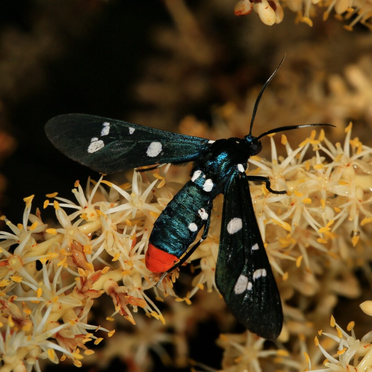 Polka-dot wasp moth nectaring on Saw palmetto.