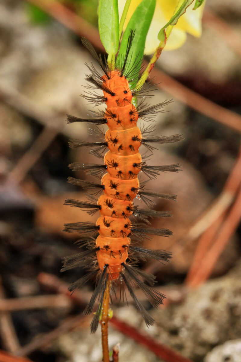 Orange Polka-dot wasp moth caterpillar with black bristles.