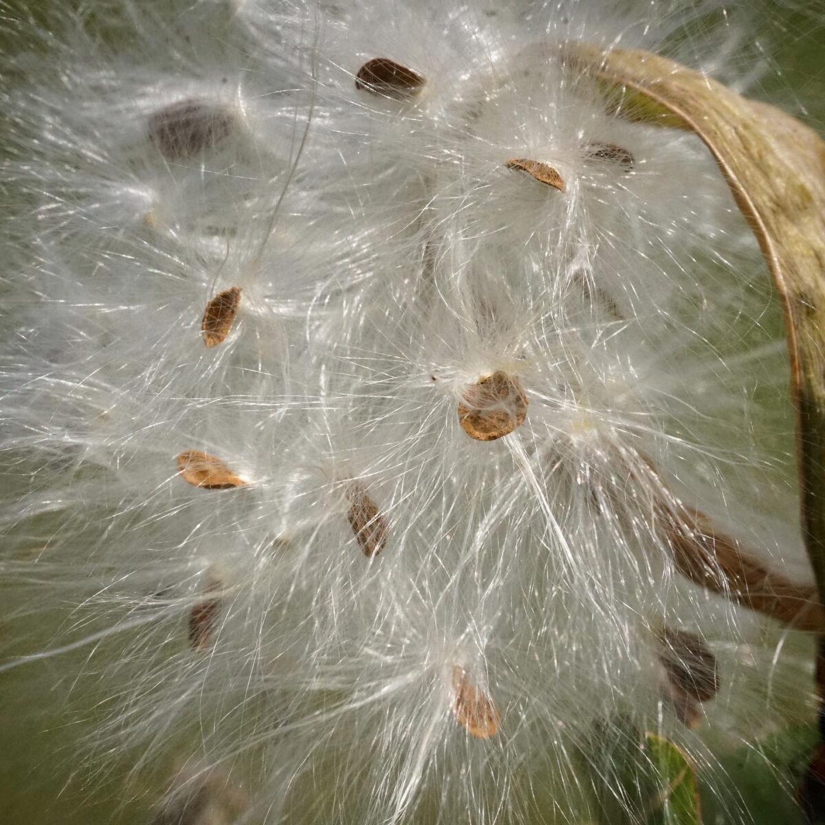 Pinewoods milkweed seeds with fluffy white pappus.