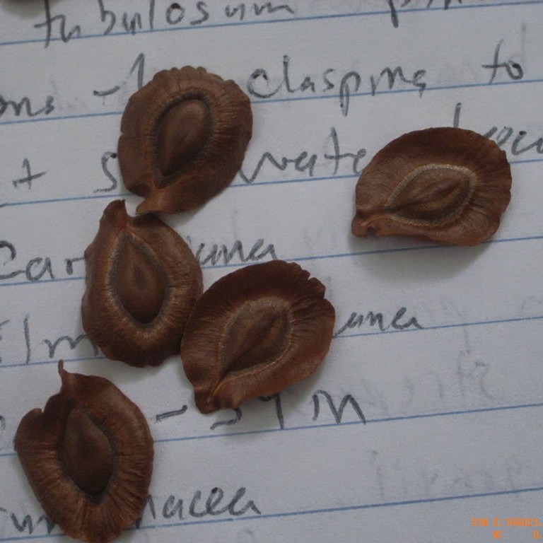 Swamp milkweed seed.