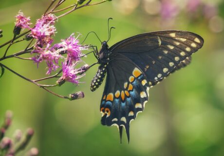 A black swallowtail butterfly with orange and blue spots feeds on small purple flowers against a blurred green background.