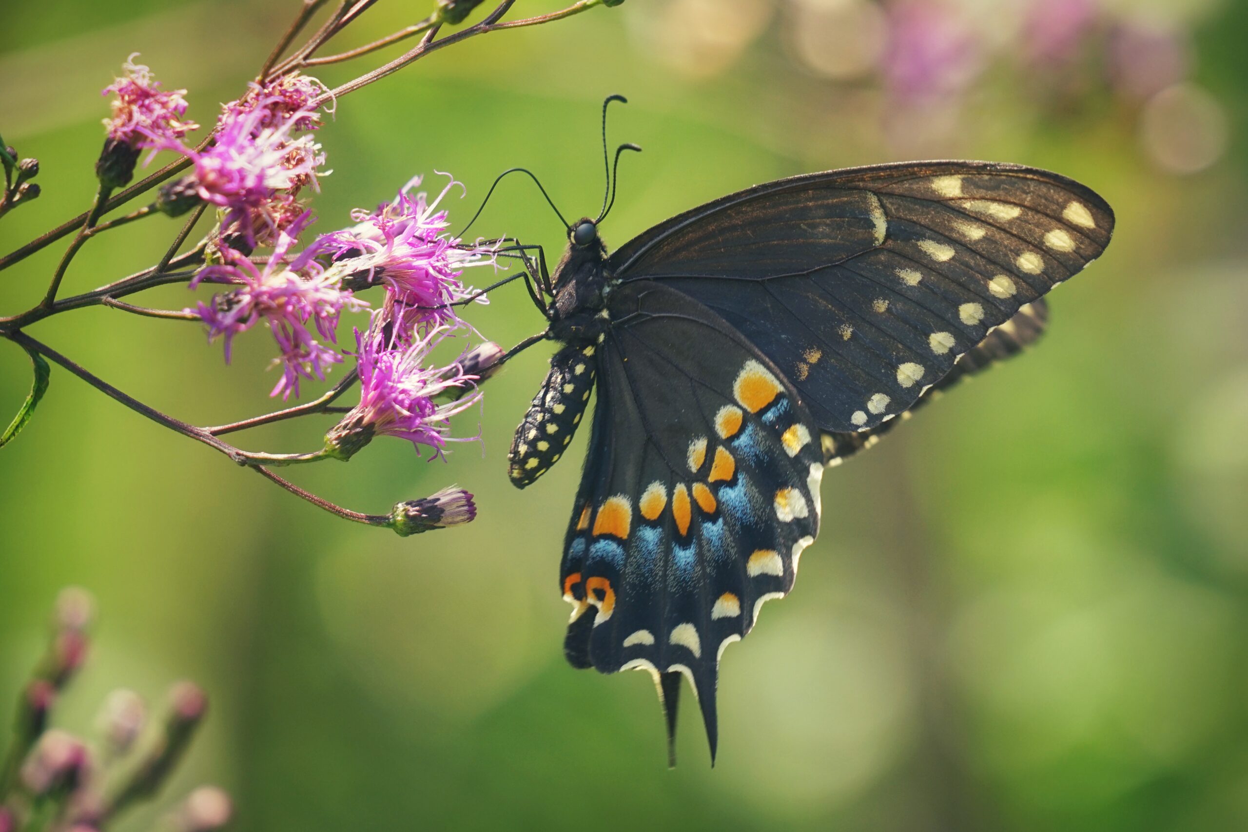 A black swallowtail butterfly with orange and blue spots feeds on small purple flowers against a blurred green background.
