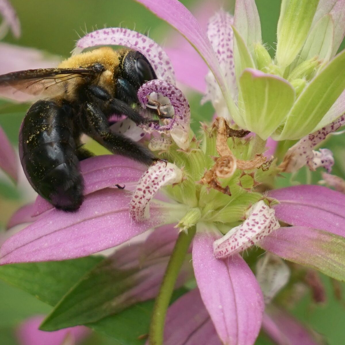 Carpenter bee on Spotted beebalm.
