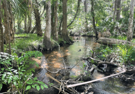 A shallow stream flows through a dense, green forest with sunlight filtering through the trees and fallen branches in the water.