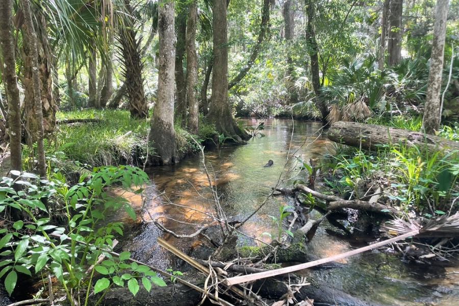 A shallow stream flows through a dense, green forest with sunlight filtering through the trees and fallen branches in the water.