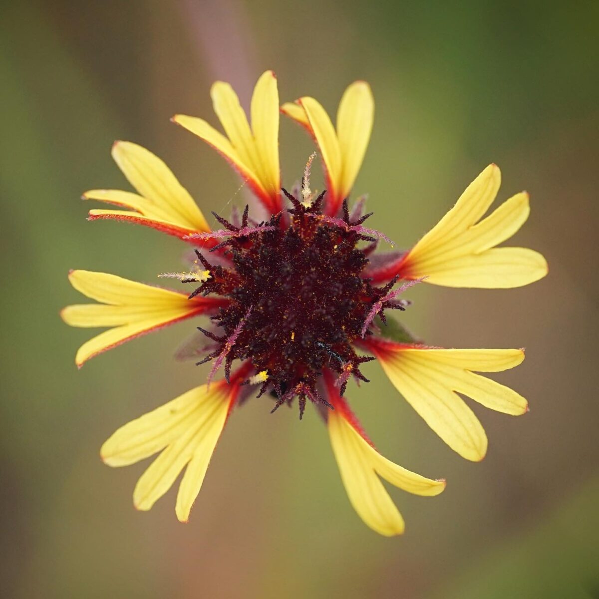 Lanceleaf blanketflower bloom.