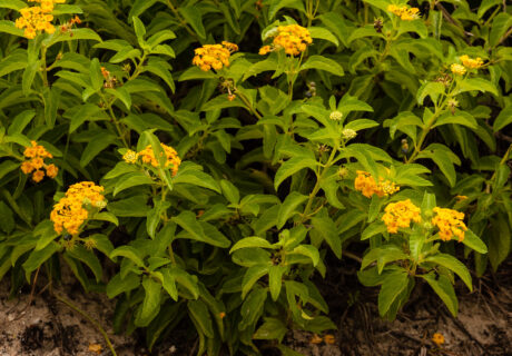 Green leafy shrub,East Coast lantana, with clusters of small, bright yellow flowers growing on sandy soil.