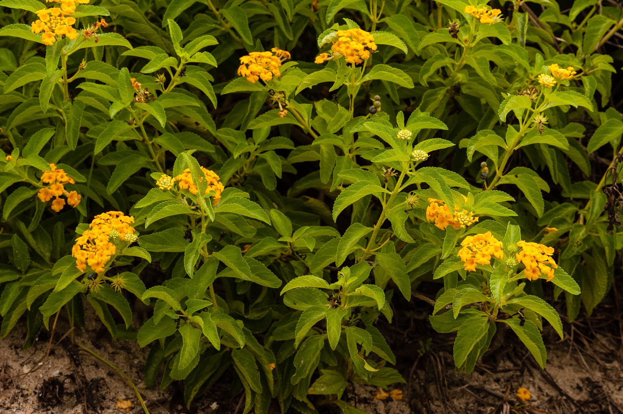 Green leafy shrub,East Coast lantana, with clusters of small, bright yellow flowers growing on sandy soil.
