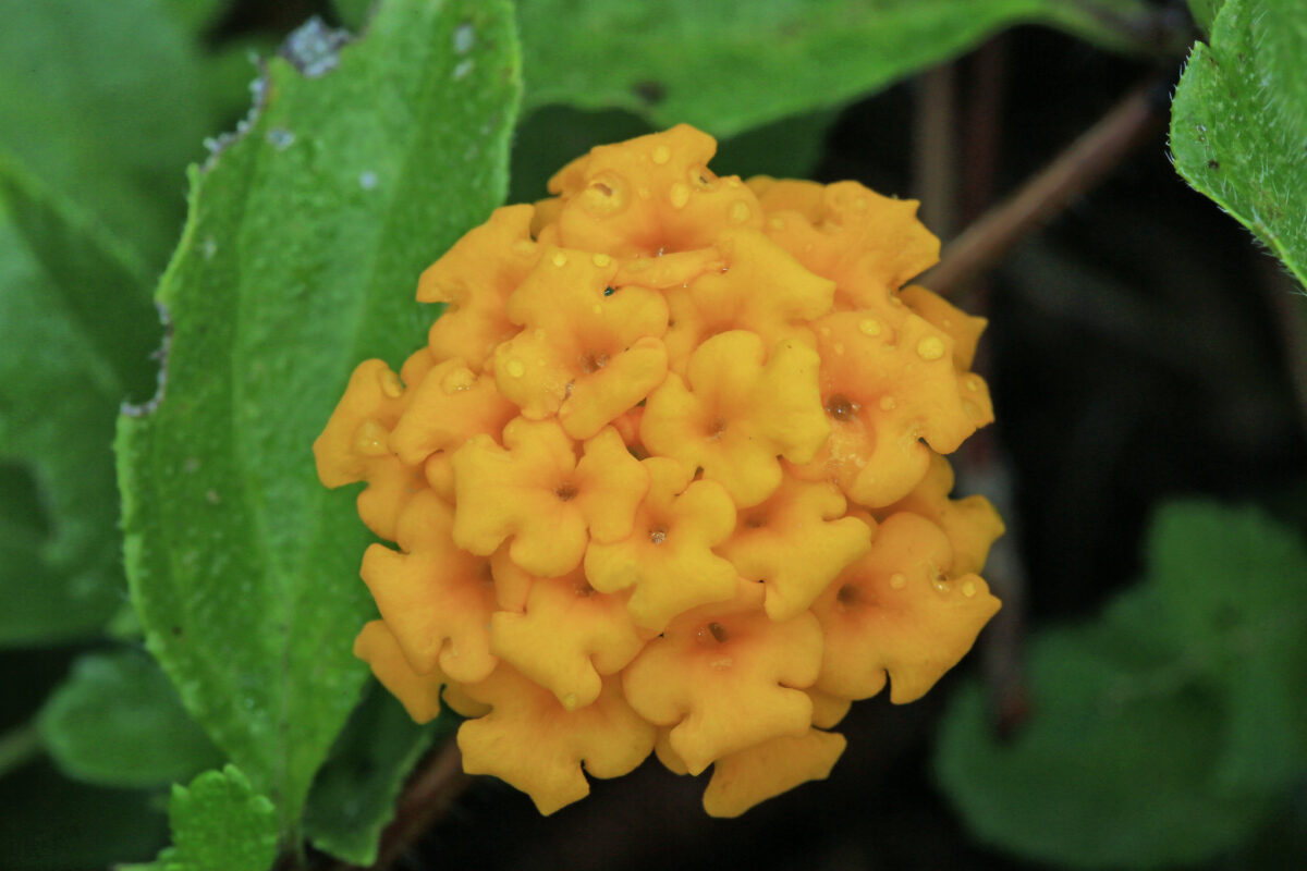 Close-up of an orange Lantana depressa inflorescence.