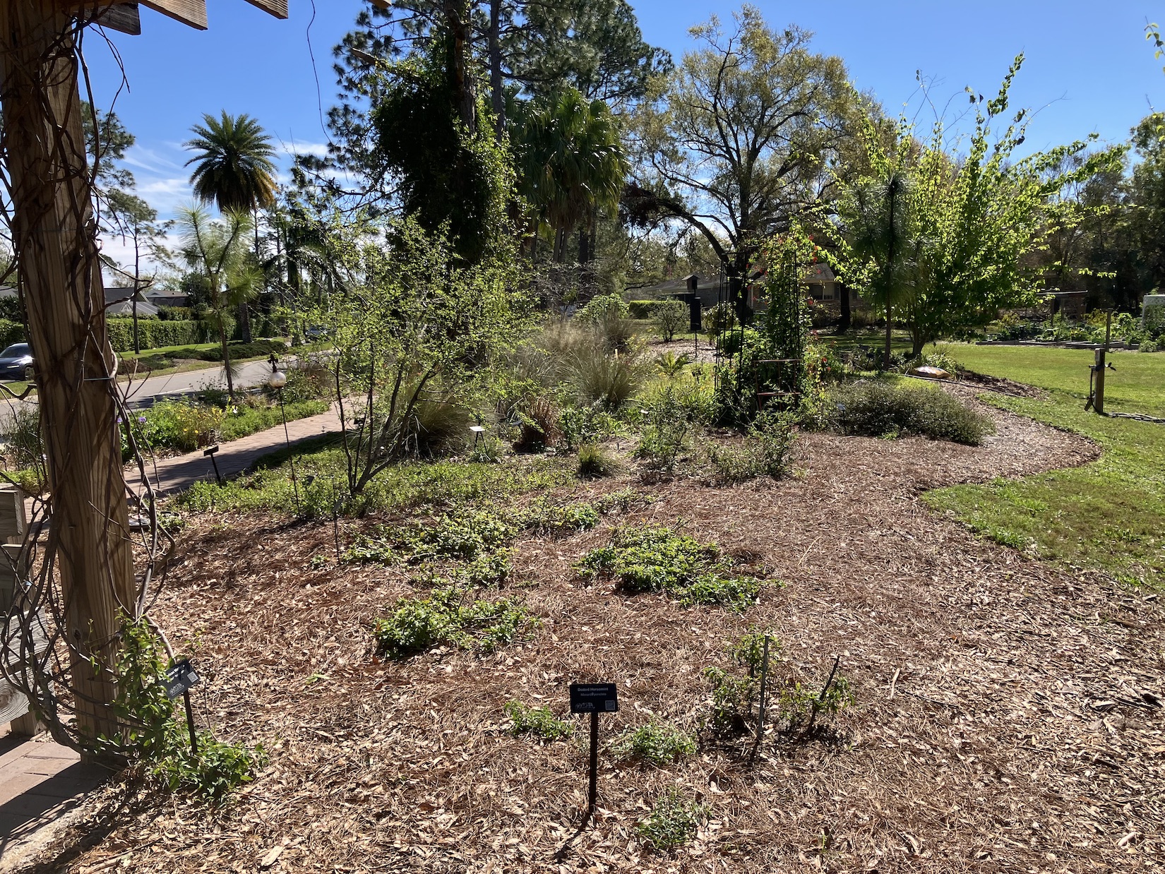 A sunlit garden with mulch covering the ground, young plants, shrubs, and a small sign in the foreground, surrounded by trees and a walkway.