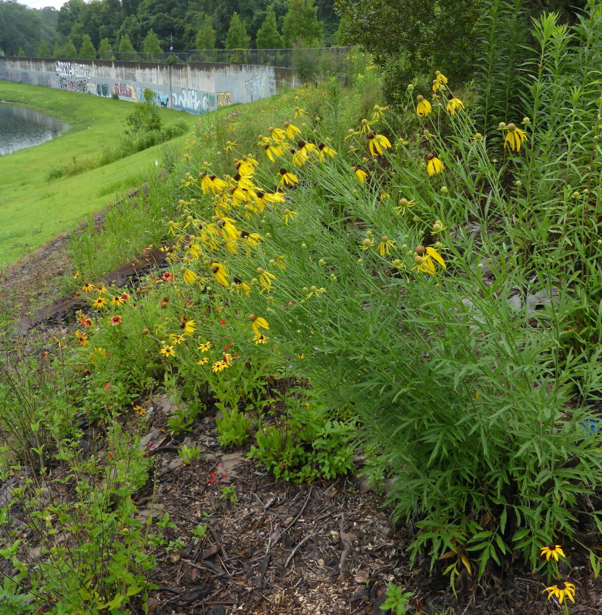 Prairie coneflower blooming abundantly in a native plant garden.
