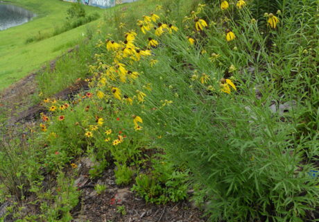 Prairie coneflower blooming abundantly in a native plant garden.
