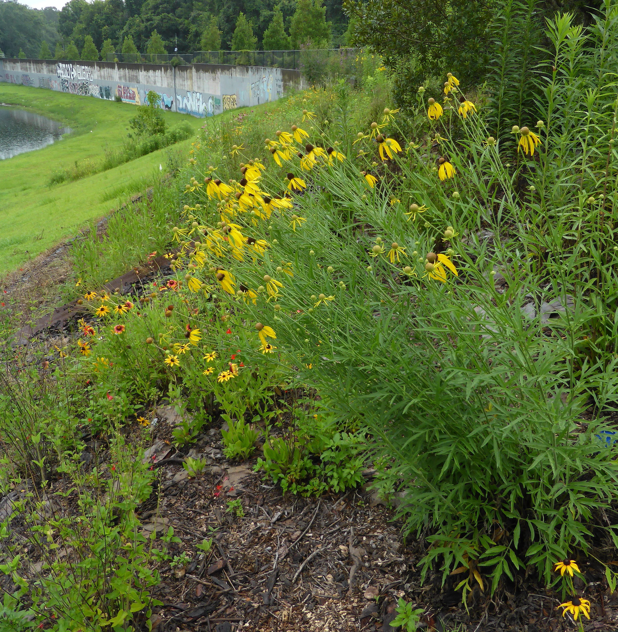 Prairie coneflower blooming abundantly in a native plant garden.