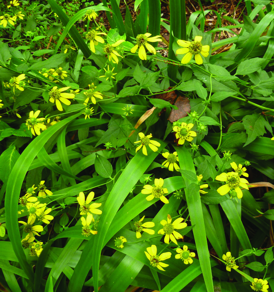 Numerous yellow flowers of Cutleaf coneflower.